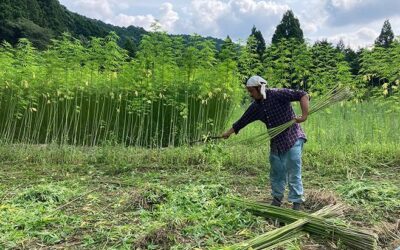 大麻でＣＯ２削減？三重県明和町がプロジェクト　北海道でも栽培広がるか