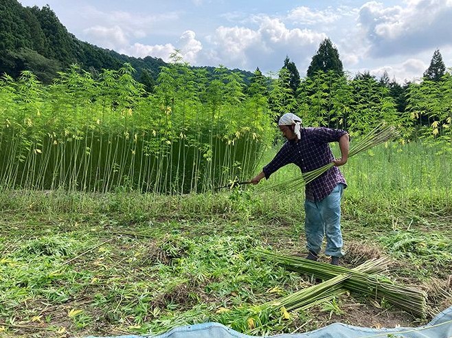 大麻でＣＯ２削減？三重県明和町がプロジェクト　北海道でも栽培広がるか